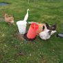 Chicken coop Image 5