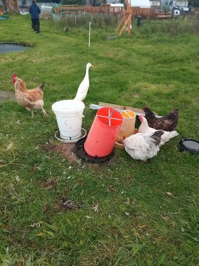 Chicken coop