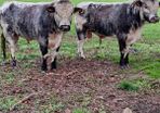 7 PB Longhorn bulls for sale
