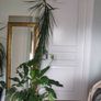 tall Madagascar Dragon Tree (Dracaena marginata), monstera, Peace Lily plant in the black  plastic pot container Image 5