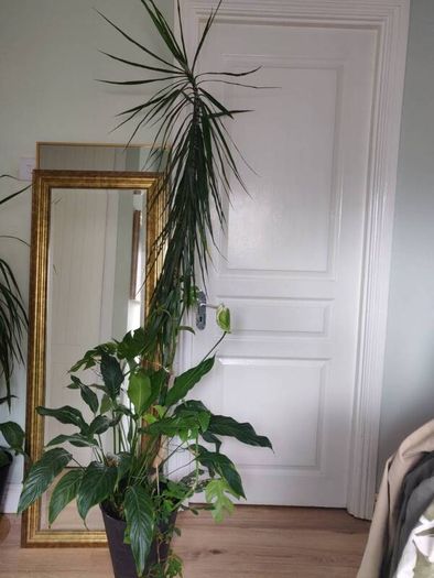 tall Madagascar Dragon Tree (Dracaena marginata), monstera, Peace Lily plant in the black  plastic pot container