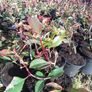 Red Robin Hedging Image 3