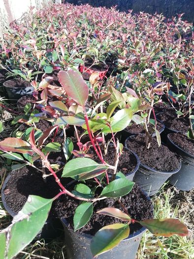 Red Robin Hedging