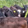 22 Angus Heifers Image 5