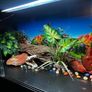 reptile vivarium Image 8