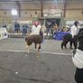 Alpacas Image 3