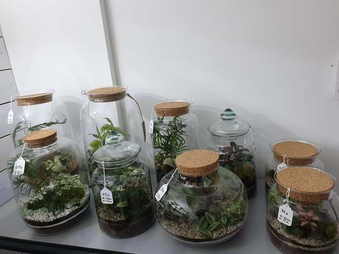 Terrarium 24x25cm