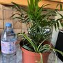 plant parlor palm with spider plant Image 3