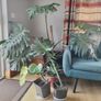 Monstera deliciosa Image 2