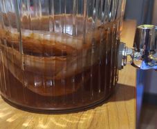 Kombucha SCOBY