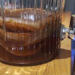 Kombucha SCOBY