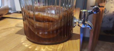 Kombucha SCOBY