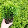 Laurel Hedging Image 7