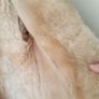 Vintage 100% Wool Fleece Jacket. Image 4