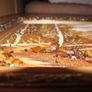 large real amber pictures Image 7