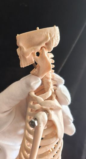 mini human anatomical skeleton model
