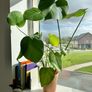 plants Image 3