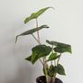 Alocasia Jacklyn Plant Plant Image 3