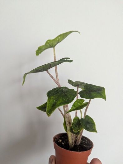 Alocasia Jacklyn Plant Plant
