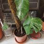 Monstera Collection Image 3