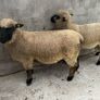 Shrophshire Ram and Shropshire Ram Lambs Image 8
