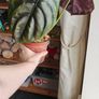 Large Alocasia Cuprea Red Secret Image 4