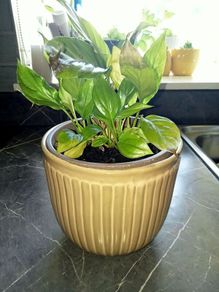 Medium plant with pot