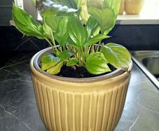 Medium plant with pot