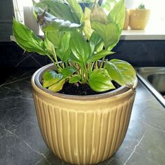 Medium plant with pot