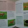 What is my dog thinking,Gwen Bailey,Hardback book.books.non fictionPet behaviour book Image 7