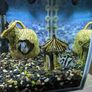 blue parrot cichlid Image 3