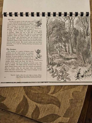 29 ink drawings of various tree species by artist S. R. Badmin. It's in binder form with 29 description of each of the  trees. See photos for same.