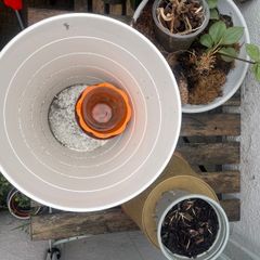 Plant + Pots