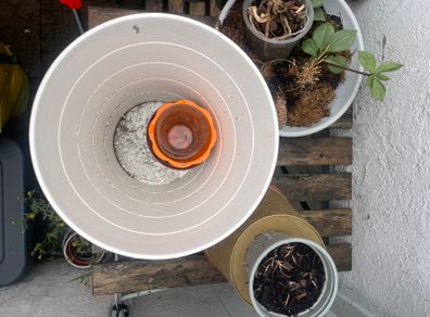 Plant + Pots