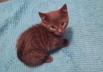 Female kitten.