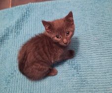 Female kitten.