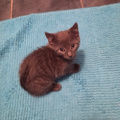 Female kitten.