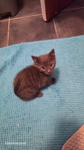 Female kitten.