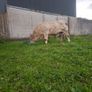 Pedigree charolais bull Image 7