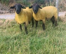 100% grass fed suffolk hoggets for macroom mart.