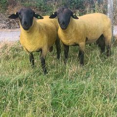 100% grass fed suffolk hoggets for macroom mart.