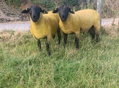 100% grass fed suffolk hoggets for macroom mart.