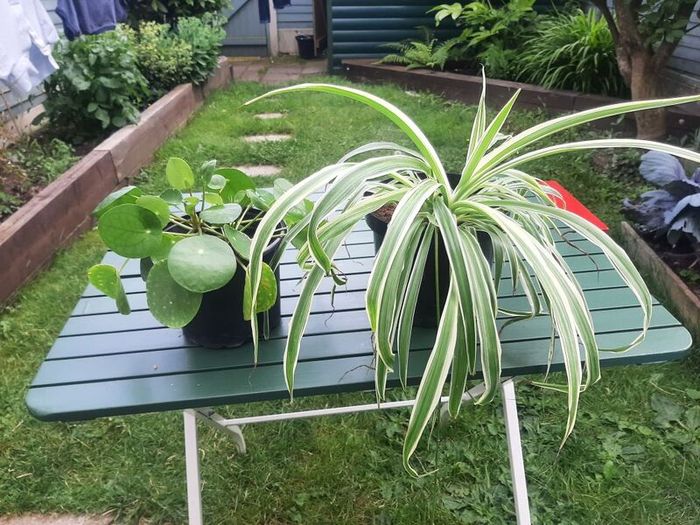Plants