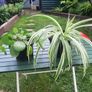 Plants Image 2