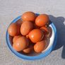 Hatching Eggs Image 2