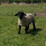 Pedigree Suffolk rams Image 5