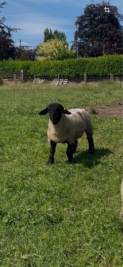 Pedigree Suffolk rams