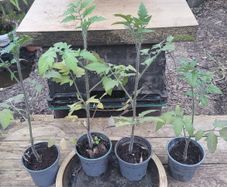 Tomato Plant