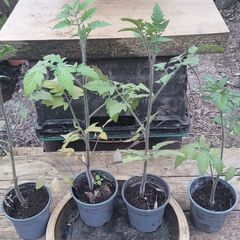 Tomato Plant
