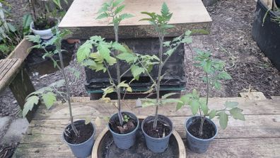 Tomato Plant